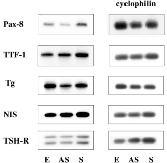 Fig.  8. The expression of thyroid specific genes such as  Pax - 8, TTF - 1, Thyroglobulin (Tg), Na-I symporter (NIS),  TSH receptor (TSHR) as well as cyclophilin in FRTL - 5 cells  transfected with an empty vector (E), a survivin antisense (AS)  and a sen
