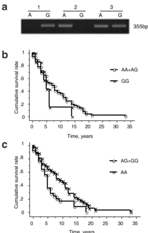 Fig. 8. SELE A561C and the progression to ESRF in IgAN  patients. a. Gel patterns of SELE A561C polymorphism