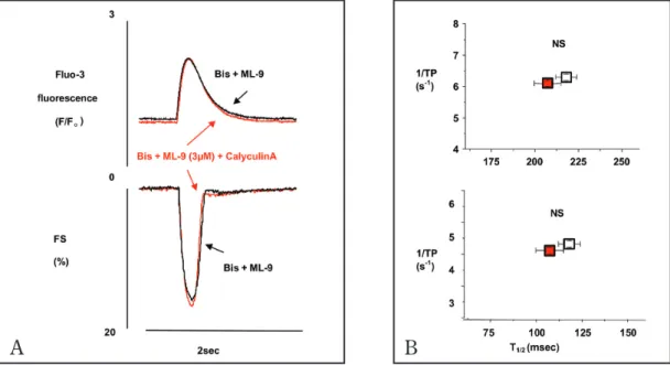 図  5. A: 黒色はBISとML - 9を加えたもの，赤色はさらにcalyculin A  を加えたものを示す．calyculin A にBISとML - 9 を加えて処理するとET - 1と同様，収縮・弛緩時間を短縮させなかった．（n＝3）  B: 黒色 はBIS とML - 9を加えたもの，赤色はさらにcalyculin A を加えたものを示す．calyculin A＋BIS＋ML - 9 では細胞内カルシウム濃度，細胞短縮において 1/TP とT1/2 は共に変化しなかった．（1/TP は[Ca 