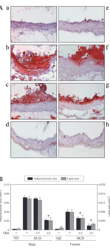 Fig.  1.  Sex difference in atherosclerotic area and effect  of olmesartan in apolipoprotein - deficient (ApoEKO) mice