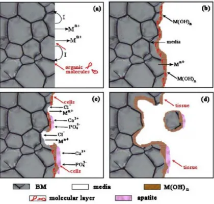 Fig. 1.7 Schematic diagram of the biocorrosion at magnesium/medium interface [15, 20]
