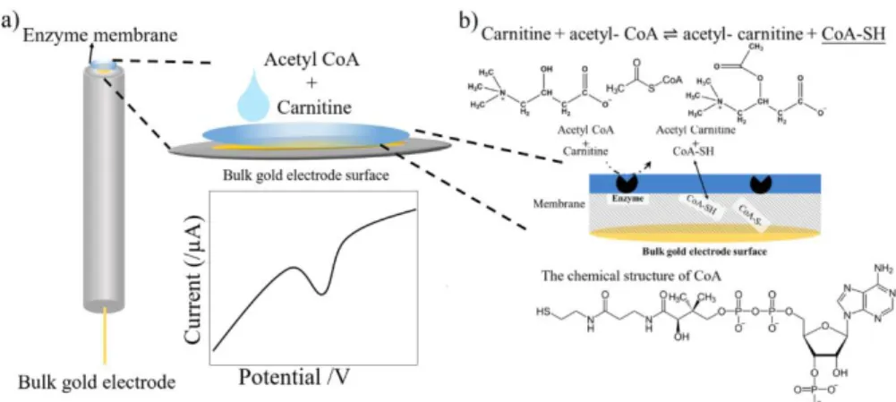 Figure 2.1. Schematic diagram of carnitine biosensor 