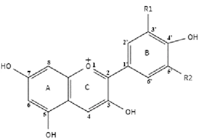 Fig 1-1.    The basic structure of anthocyanin.    