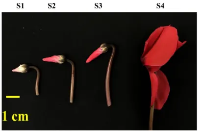 Fig. 2-3 Different floral development stages of STR 