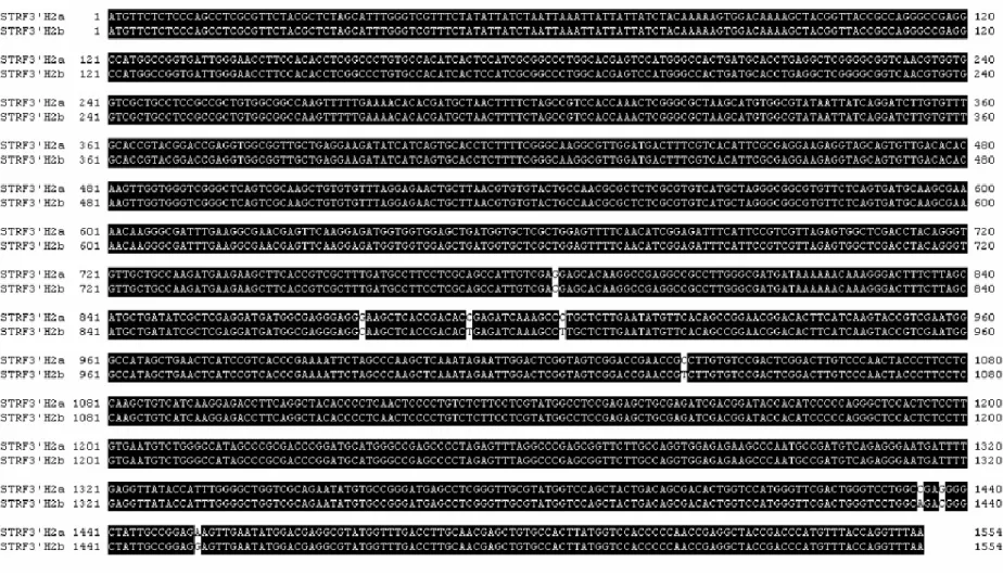 Fig. 2-7 ORFs of STRF3’H2a and STRF3’H2b. The difference between these two genes is only 8 bases in the  downstream