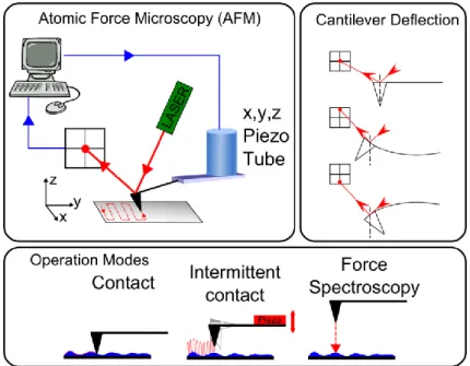 Fig. 2- 3 Schematic diagram of AFM analysis 