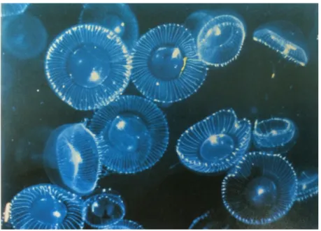 Figure 1.2 The jellyfish Aequorea (ref. 49) 