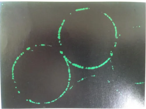 Figure 1.4 The gene expression and fluoresence of GFP in E. coli