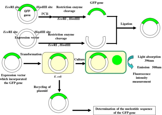 Figure 2.2 Flow diagram of experiment 