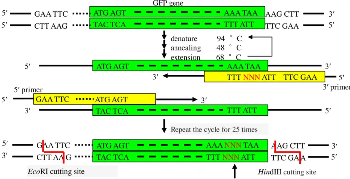 Figure 2.3 The principle of PCR   