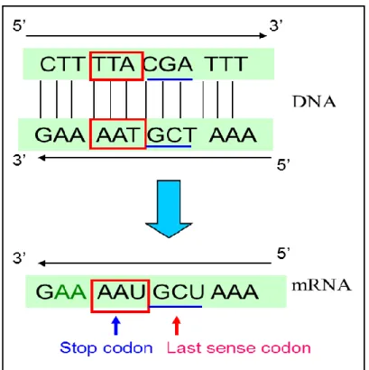 Figure 2.6 Determination of the last sense codon from DNA sequence 