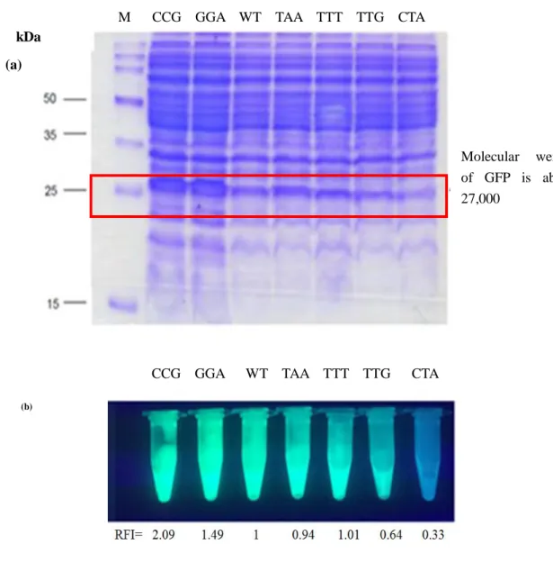 Figure 2.8 (a) Results of SDS-PAGE of the extracts of E. coli transformed by    the expression vectors with the different last sense codons in the GFP genes