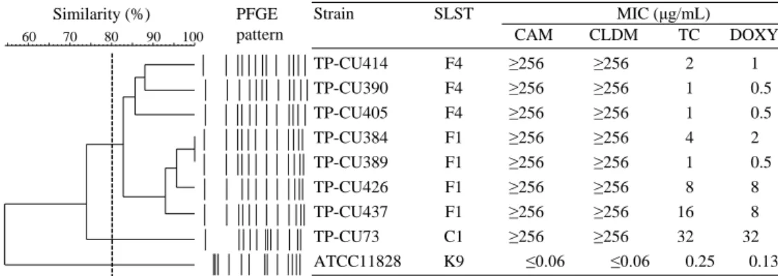 Fig. 2.  Molecular epidemiological analysis and antimicrobial susceptibility for C. acnes carrying pTZC1.