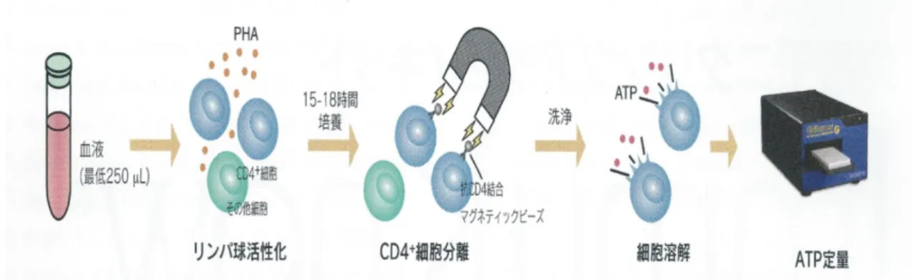 図 3 末梢血中の CD4 陽性細胞の ATP 量測定法