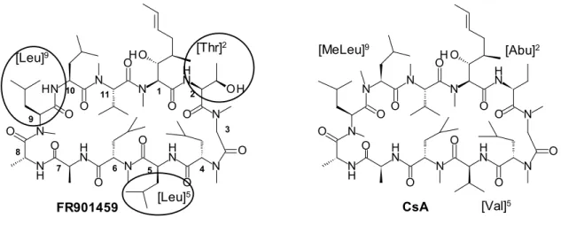 Figure 4. Structures of FR901459 and CsA 