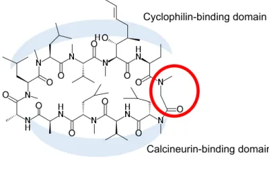 Figure 5. Binding domains of CsA 