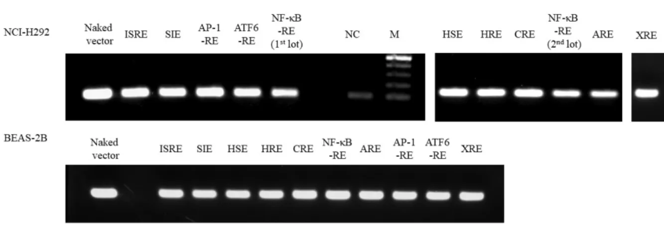 Fig.  2-3  Expression  of  pGL4  vectors  in  NCI-H292  and  BEAS-2B  cells  transfected  with  vectors  containing response element (RE) to relevant transcription factors