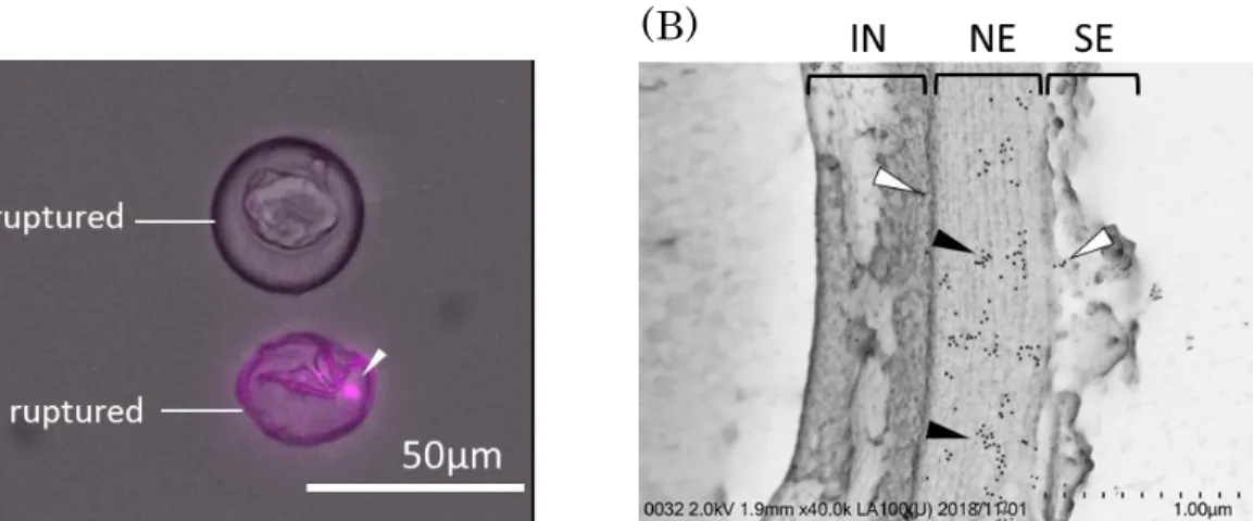 Fig. 1. The localization of BG in the Japanese cedar pollen (JCP). (A) Comparison of BG  exposure between ruptured and unruptured JCP stained with Dectin -1