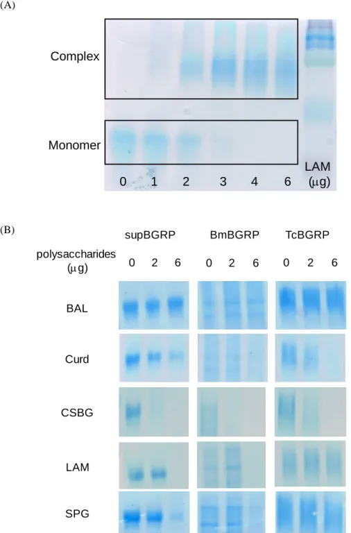 Fig. 1-6 Examination of the use of BGRP for gel shift assay by BN-PAGE. 