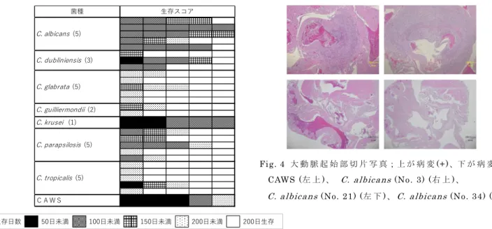 Fig. 3  マ ウ ス 生 存 ス コ ア (200 日 経 過 後 ) 菌種C. krusei  (1)ＣＡＷＳ生存スコアC. albicans (5)C. dubliniensis (3)C