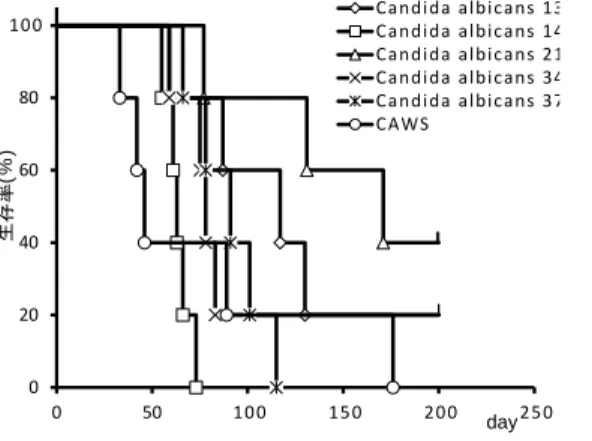 Fig. 4  大 動脈 起 始 部 切 片 写 真 ； 上 が 病 変 (+)、 下 が 病 変 (-)  CAWS (左 上)、  C. albicans (No. 3) (右 上)、 