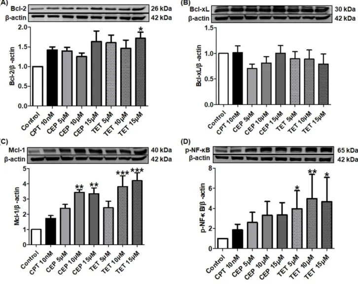 Fig. 1-3    Effects of tetrandrine (TET) and cepharanthine (CEP) on the expression levels  of  pro-apoptotic  proteins  in  caspase  cascades