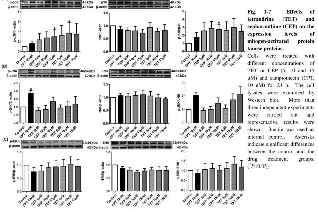 Fig.  1-7  Effects  of  tetrandrine  (TET)  and  cepharanthine  (CEP)  on  the  expression  levels  of  mitogen-activated  protein  kinase proteins