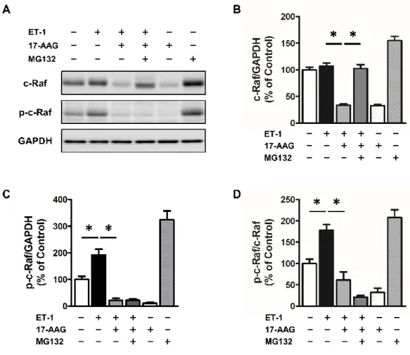 Figure 5 Change in contents of  c-Raf and p-c-Raf in NRVMs treated with or without ET (1 nM),  17-AAG  (1 μM)  or  MG -132  (100 nM)