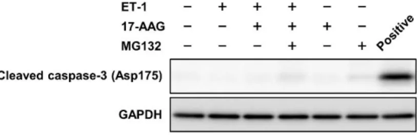 Figure 8 Change in contents of cleaved caspase -3 in NRVMs  treated with or without ET (1 nM),  17-AAG  (1 μM)  or  MG -132  (100 nM)