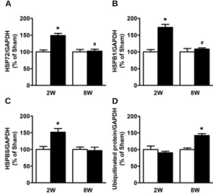 Figure 1 Changes  in left  ventricular  HSP72 (A), HSPB1 (B), HSPB5 (C)  and ubiquitinated  protein contents (D) of Sham (open columns)  and CAL rats  (closed columns)  at the 2nd (2W) and 8th (8W) weeks after the operation.