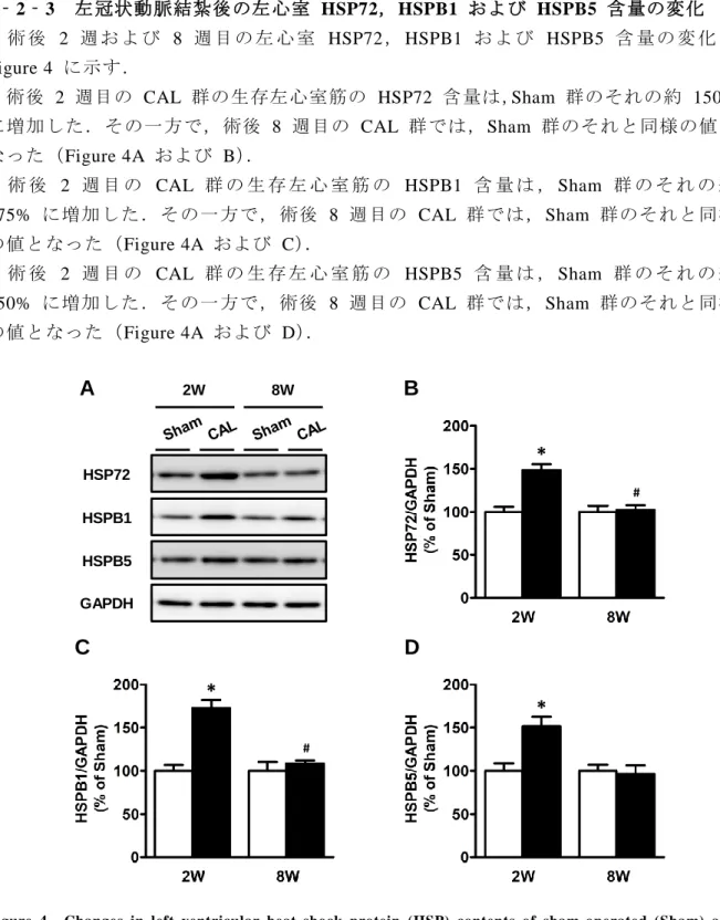 Figure  4  Changes  in  left  ventricular  heat-shock  protein  (HSP)  contents  of  sham-operated  (Sham)  and  coronary artery-ligated (CAL) rats at the 2nd (2W) and 8th (8W) weeks after the operation.