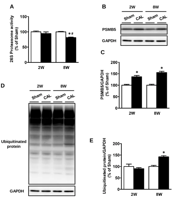 Figure  5  Changes  in  left  ventricular  26S  proteasome  activity  and  proteasome  5  subunit  (PSMB5)  and  ubiquitinated protein contents of sham-operated (Sham) and coronary artery-ligated (CAL) rats at the 2nd  (2W) and 8th (8W) weeks after the op