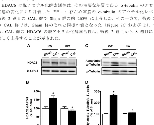 Figure  7 Changes  in  left  ventricular  histone  deacetylase  6  (HDAC6)  content  and  its  activity  of  sham-operated  (Sham)  and  coronary  artery -ligated  (CAL)  rats  at  the  2nd  (2W)  and  8th  (8W)  weeks  after  the operation.