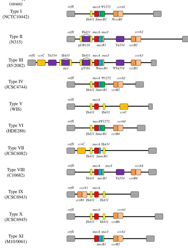 Fig. 1. Schematic structures of SCCmec elements 11-13)SCCmec type(strain)orfXIS431mecAΔmecR1Ψ1272ΨccrB1ccrA1Type I(NCTC10442)Type II(N315)orfXccrB2ccrA2Tn554IS431pUB110mecAmecR1mecIType IV(JCSC4744)orfXIS431mecAΨ1272ccrA2ΔmecR1ccrB2Type VI (HDE288)orfXIS43