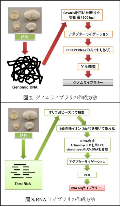 図 2.  ゲノムライブラリの作成方法