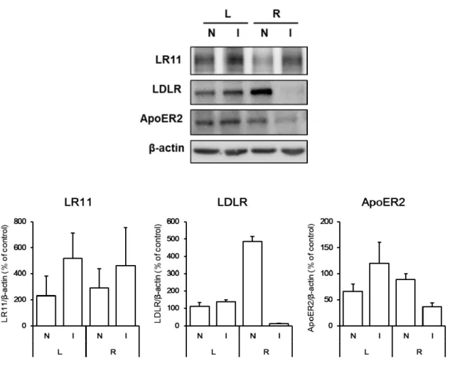 Figure 15. Changes in receptors of the LDL receptor family at 4 hours after MCAO/R. Proteins from non- non-ischemic (N) and non-ischemic (I) regions of the brain in MCAO/R rats were analyzed by western blotting with  anti-LR11,  anti-LDLR,  anti-ApoER2  an