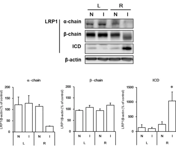 Figure 16. Changes in α-chain, β-chain and ICD of LRP1 at 24 hours after MCAO/R. Proteins from non- non-ischemic (N) and non-ischemic (I) regions of the brain in MCAO/R rats were analyzed by western blotting with  anti-α-chain and anti-β-chain (involving I