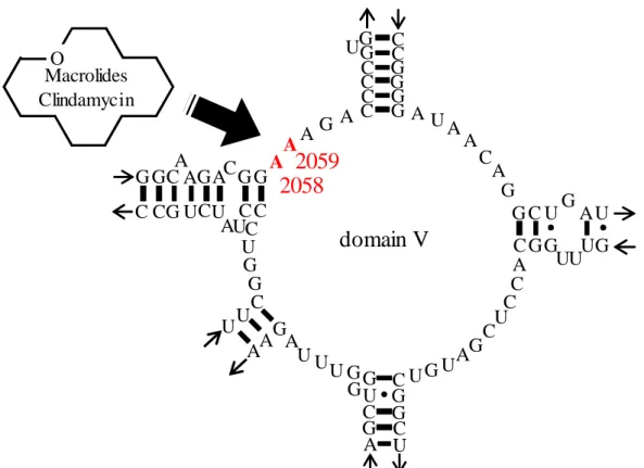 Fig. 2. The secondary structure of the “peptigyltransferase ring” in domain V of  E. coli 23S rRNA  76)
