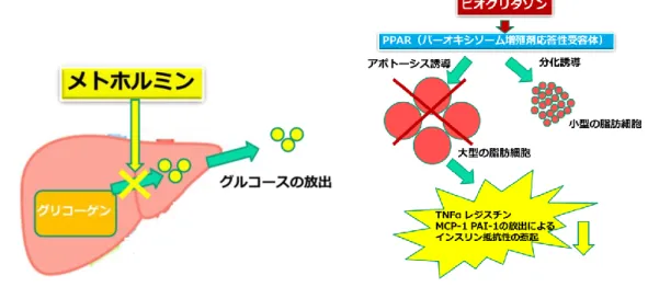Fig. 5 The effects of metformin and pioglitazone. 