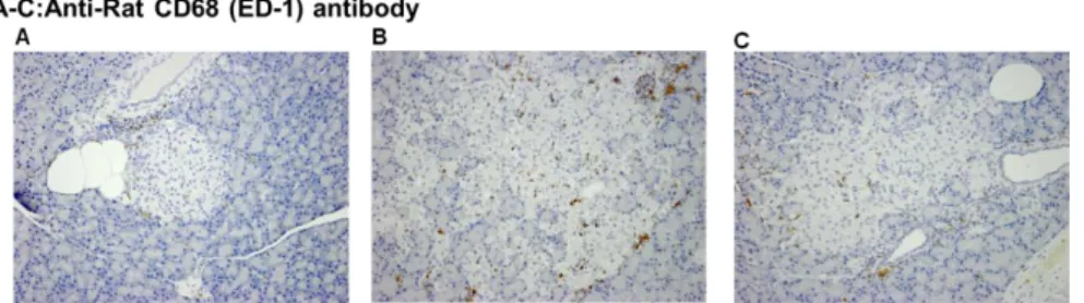 Fig. 19 Observation of pancreatic islets by CD68 (ED-1) staining. 