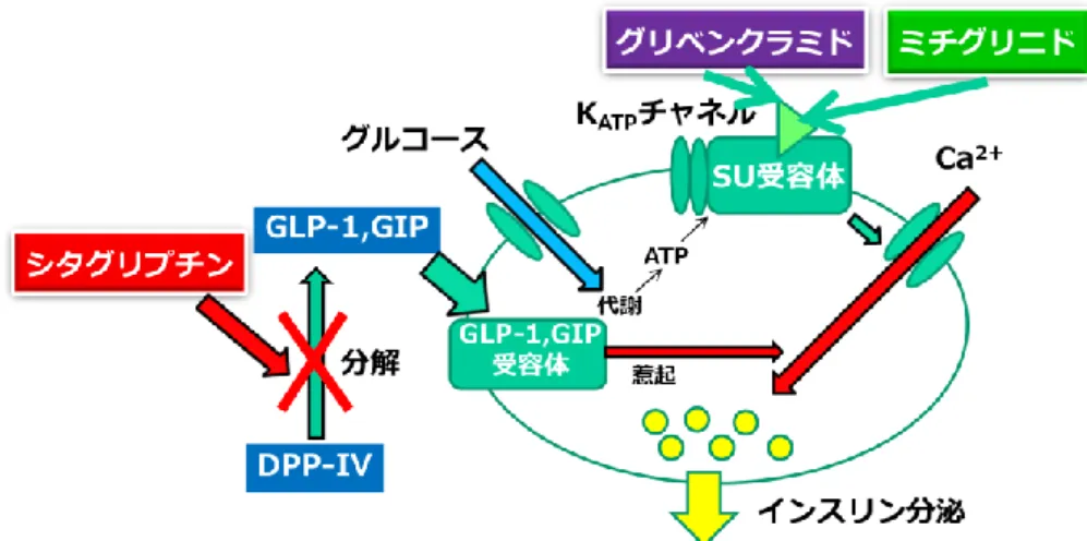 Fig. 31 The effects of mitiglinide, glibenclamide and sitagliptin. 