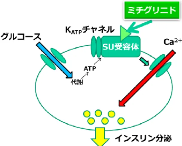 Fig. 3 The effects of mitiglinide. 