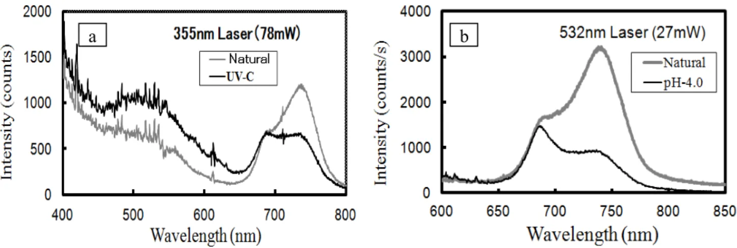 Fig. 5 LIF 法による葉面の蛍光分布：a,  モンステラ葉の中央（茶色）部分を UV-C で 6 時間暴露したデ