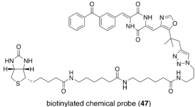 Figure 8. hetero ring modified derivative: structure of chemical probe 47     以上のように、ベンゾフェノン型ジケトピペラジン誘導体においては、ヘテロ環部 位に関する構造活性相関の知見は非常に少ない。そこで、このヘテロ環部位に焦点を 当てた構造活性相関を検討することにより、新たな基本骨格の探索を行い、新規抗が ん剤の創製を目指すこととした。 本研究を始めるにあたり、このヘテロ環構造を含むジケトピペラジン環側鎖構造の 必要性を検討する