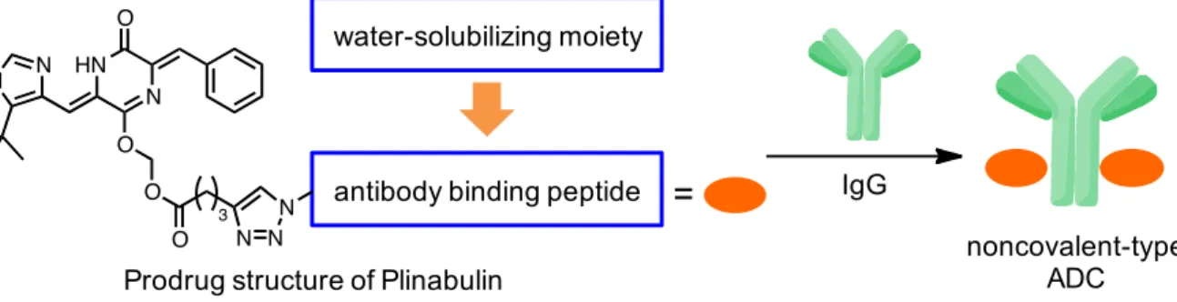 Figure 14. Noncovalent-type antibody drug conjugate by the antibody binding peptide. 