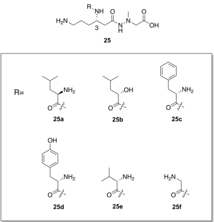 Figure 13. Structure of derivatives 25a-f.  （ 2 ）誘導体の合成   設計した４誘導体の合成法を Scheme 6 に示す。 Boc-Orn(Cbz)-OH （25）を出発原料とし、 カルボン酸部位をクロロギ酸イソブチルを用い混合酸無水物へと導き、 NaBH 4 にてアルコ ールへと還元、続けてメシル化を行うことにより、 3 工程、 77% の収率で化合物 27 を得た。 続けてシアノ化を行い 82 ％の収率でニトリル体 28 を得た。得られたニトリル 28 を