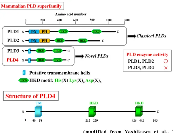 Fig. 2 Structural comparisons of PLD superfamily  members.  