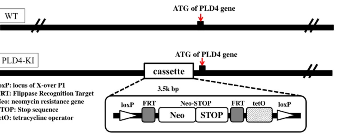 Fig.  4  Genome  structure  of  the   PLD4  gene  in  PLD4  knock-in  (PLD4-deficient)  mice