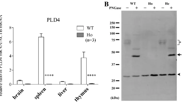 Fig. 5 Elimination of PLD4 mRNA and protein  in PLD4-deficent  mice ．