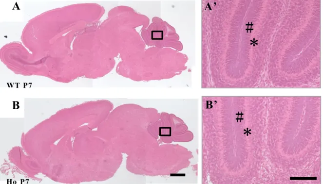 Fig. 7 Gross brain structures in PLD4 -deficient  mice at P7.  